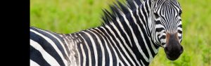 2-Day Birding / Birdwaching in Akagera National Park