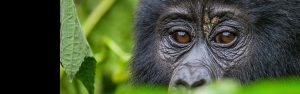 2-Day Bwindi Uganda Gorilla Trekking from Kigali