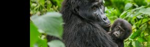 2-Day Gorillas and Big Five Safari in Uganda and Rwanda