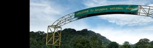 2-Day Nyungwe National Park Adventure