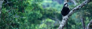 2-Day Nyungwe Park Safari with Chimpanzee Trekking