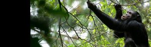 2-Day Rwanda Budget Chimpanzee Trekking Experience
