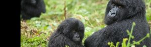 2-Day Rwanda Gorilla & Golden Monkey Trekking Safari