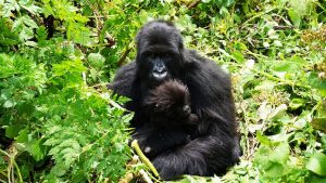 2 Day Rwanda Gorilla Tour