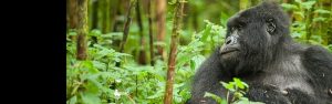 2-Day Rwanda Gorilla Trekking Budget Safari
