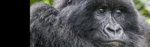 2-Day Rwanda Gorilla Trekking Safari Midrange Tour