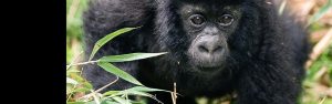 2-Day Rwanda Gorillas Budget Safari Tour