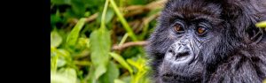 2-Day Rwanda Gorillas Midrange Safari Tour