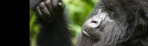 2-Day Rwanda Mountain Gorilla Experience