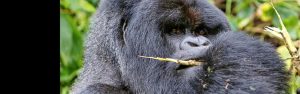2-Day Rwanda Mountain Gorilla Tour