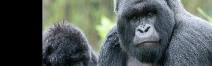 2-Day Rwanda Mountain Gorillas Tour