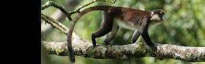 2-Day Rwanda Safari with Golden Monkeys Trekking