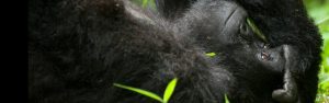 2-Day Volcanoes Gorillas & Golden Monkeys Tour