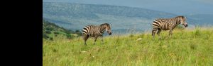 2-Day Wonders of Akagera National Park Trip