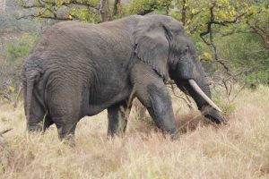 2 Days Akagera National Park Tour