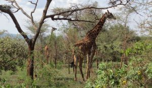 2 Days Akagera Safari