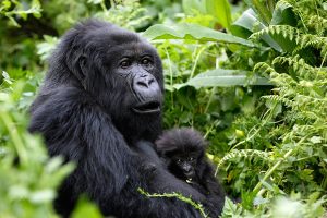 2 Days Uganda Gorilla Trekking Safari from Kigali