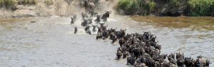 21-Day Breathtaking Uganda, Rwanda, Kenya & Tanzania Tour