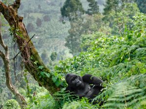 21 Days Rwanda Uganda Kenya and Tanzania Safari