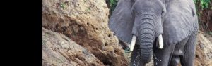 25-Day Vacation in Rwanda, Uganda, Kenya and Tanzania