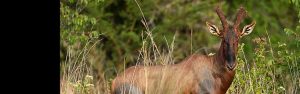 3-Day Akagera Midrange Safari Escape