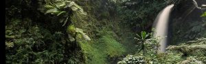 3-Day Chimpanzee Trekking in Nyungwe National Park