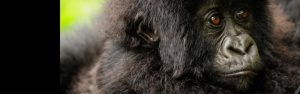 3-Day Double Gorilla Trekking in Rwanda