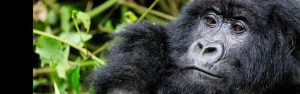 3-Day Gorilla & Golden Monkey Trekking Tour Volcanoes NP