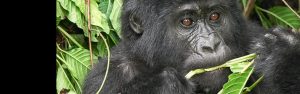 3-Day Gorilla & Golden Monkey Trekking Tour from Kigali