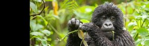 3-Day Gorilla Tracking & Lake Kivu Vacation in Rwanda