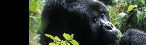 3-Day Gorilla Tracking in Bwindi and Golden Monkeys