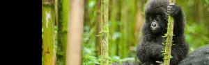 3-Day Gorilla Trekking in Rwanda