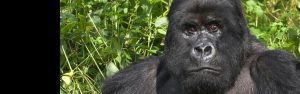 3-Day Gorilla Trekking in Rwanda- Midrange Package