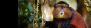 3-Day Gorilla&Golden Monkey Trekking in Bwindi&Volcanoes