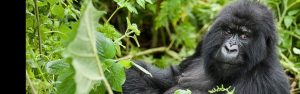 3-Day Mountain Gorilla Trekking Tour from Rwanda