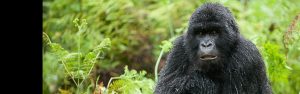 3-Day Rwanda Gorilla Expedition Safari