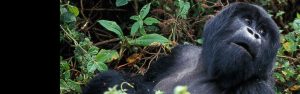 3-Day Rwanda Gorilla Trekking Safari to Volcanoes Park