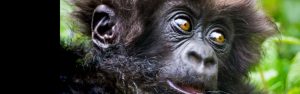 3-Day Rwanda Gorillas & Golden Monkey Trekking Volcanoes