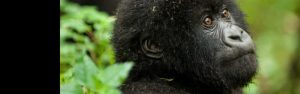 3-Day Rwanda Gorillas and Golden Monkey Tracking
