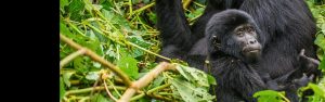 3-Day Rwanda and Uganda Apes