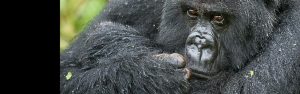3-Day Trek Gorillas & Golden Monkeys in Rwanda & Uganda