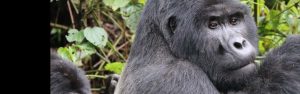 3-Day Uganda Gorilla & Golden Monkey Tracking