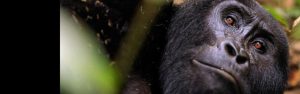 3-Day Uganda Rwanda Primate Safari
