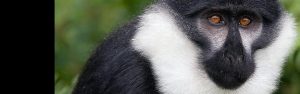 3-Day Uganda & Rwanda Primates