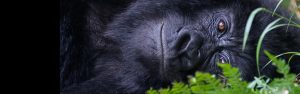 3-Day Uganda’s Apes & Volcanoes Adventure