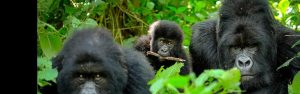 3-Day Volcano Golden Monkey and Bwindi Gorilla Trek