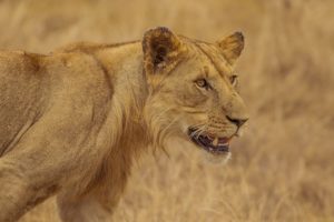 3 Days Akagera National Park Safari