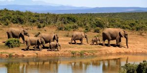 3 Days Akagera Wildlife Safari Classic
