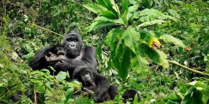 3 Days Rwanda Gorilla Trekking Safari