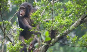 3 Days Rwanda Gorillas and Chimpanzee Trekking Safari
